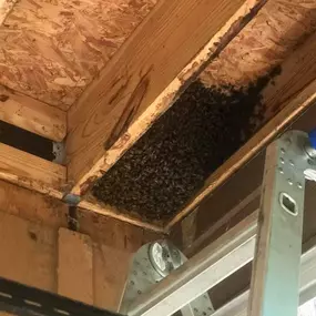 Bild von The Honey Bee Rescuers Bee Removal