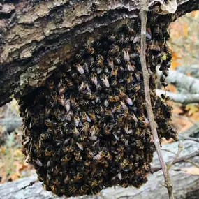 Bild von The Honey Bee Rescuers Bee Removal