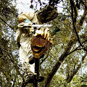 Bild von The Honey Bee Rescuers Bee Removal