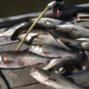 Bild von Miss Edie Fishing Charters