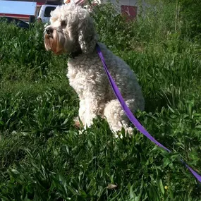 Bild von Pet Palace