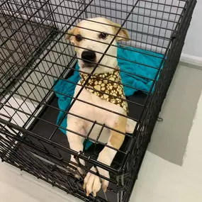 Bild von Pet Palace