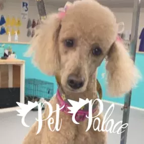 Bild von Pet Palace