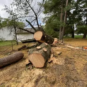 Bild von Elite Tree Management