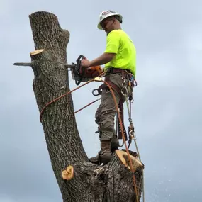 Bild von Elite Tree Management