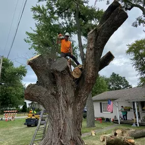 Bild von Elite Tree Management