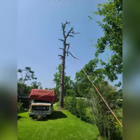 Bild von Calcasieu's Tree Service
