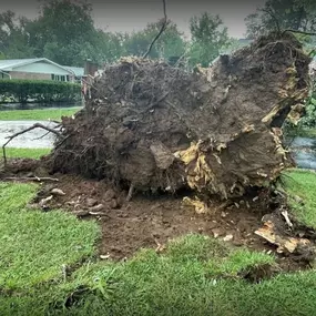 Bild von Big Woody's Tree Service