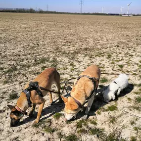 Bild von We like to Walk