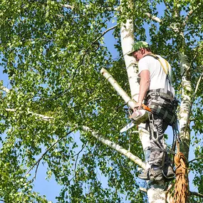 Bild von Boot Road Tree Service