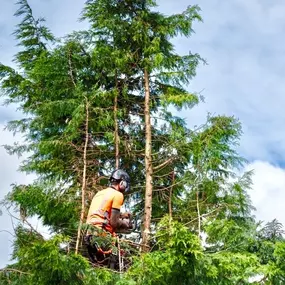 Bild von Boot Road Tree Service