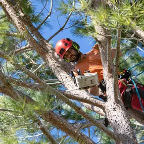 Bild von Boot Road Tree Service