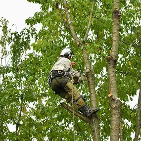 Bild von Boot Road Tree Service