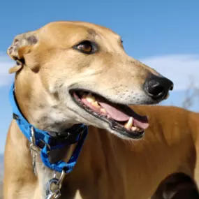 Bild von Hoffman Hound Care