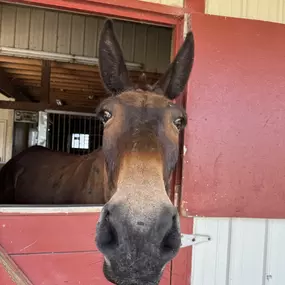 Rafter X Ranch Mule