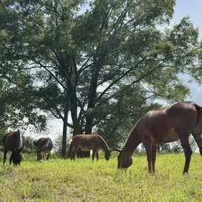 Rafter X Ranch pasture boarding.
