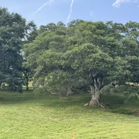 Rafter X Ranch has 22 Rolling Hills of Shaded Paddox.