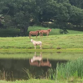 Rafter X Ranch Canon GA Horses by the Pond