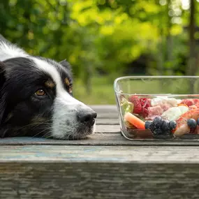 Bild von Lina, Hundert Prozent wau, Gesundheit, Training und Unterstützung für Hunde und ihre Menschen, Sandra Egli
