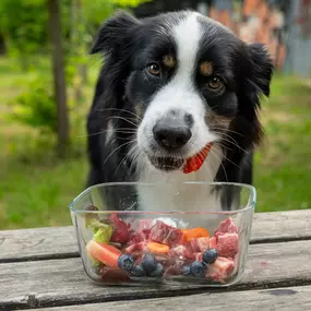 Bild von Lina, Hundert Prozent wau, Gesundheit, Training und Unterstützung für Hunde und ihre Menschen, Sandra Egli