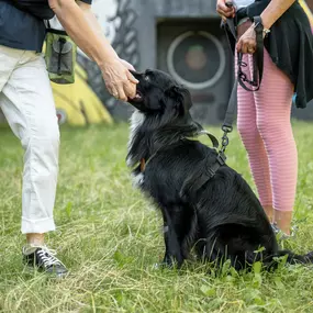 Bild von Lina, Hundert Prozent wau, Gesundheit, Training und Unterstützung für Hunde und ihre Menschen, Sandra Egli