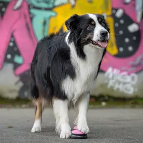 Bild von Lina, Hundert Prozent wau, Gesundheit, Training und Unterstützung für Hunde und ihre Menschen, Sandra Egli