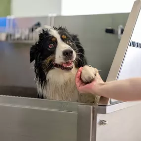 Bild von Lina, Hundert Prozent wau, Gesundheit, Training und Unterstützung für Hunde und ihre Menschen, Sandra Egli