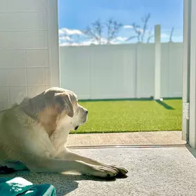Bild von Our Dog House in Argyle LLC
