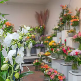 Bild von Stauden Hansen GbR