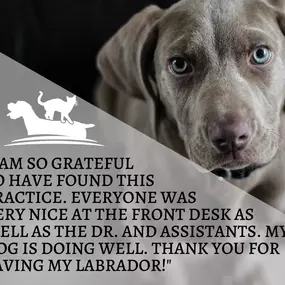 Bild von North Scottsdale Animal Hospital