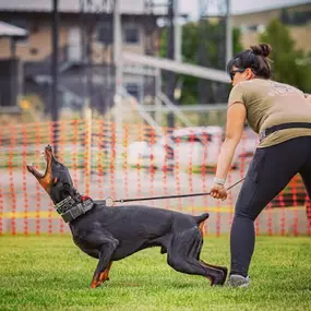 Bild von Traction Dog Training Club