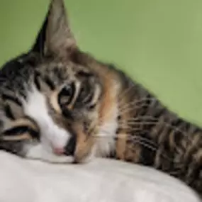 Bild von Hearts of Love Cat Rescue & Adoption