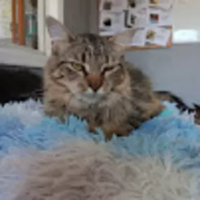 Bild von Hearts of Love Cat Rescue & Adoption