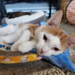 Bild von Hearts of Love Cat Rescue & Adoption