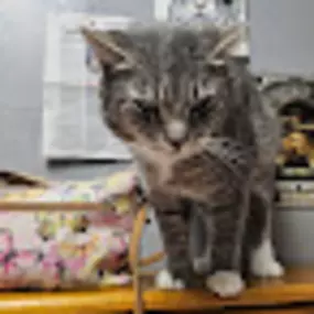 Bild von Hearts of Love Cat Rescue & Adoption