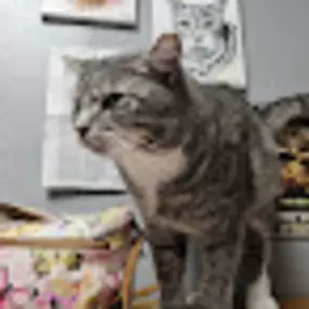 Bild von Hearts of Love Cat Rescue & Adoption
