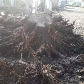 Bild von P.G.Dunn Tree & Landscaping Ltd