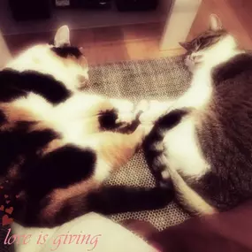 Tanja Stieblehner - Ernährungstrainerin REICO VITAL - Spezialist für Hund, Katze und Mensch
