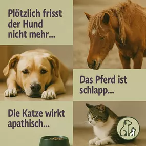 Tanja Stieblehner - Ernährungstrainerin REICO VITAL - Spezialist für Hund, Katze und Mensch