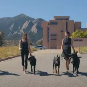 Bild von Traction Dog Training Club