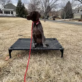 Bild von Traction Dog Training Club