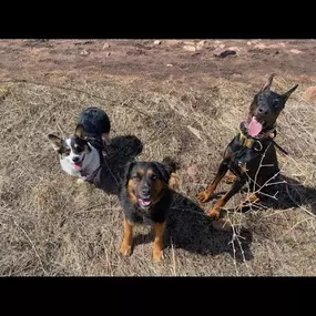 Bild von Traction Dog Training Club