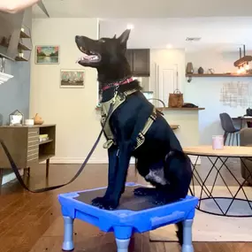 Bild von Traction Dog Training Club