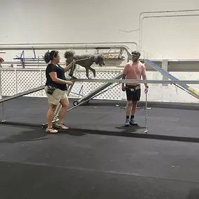 Bild von Traction Dog Training Club