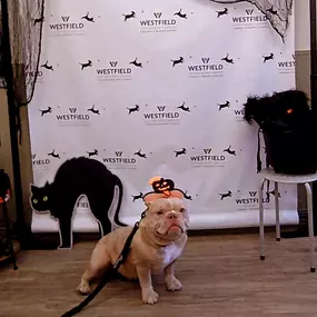 Bild von Westfield Veterinary Group