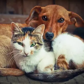 Vet in Warrenville, IL - Green Family Veterinary Practice