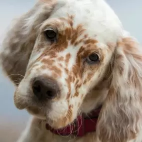Expert Senior Pet Care Near You in Warrenville, IL | Green Family Veterinary Practice