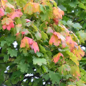 Bild von Tina Flügel-Becker, Heilpraktikerin, Osteopathin, Praxis für TAM und Osteopathie