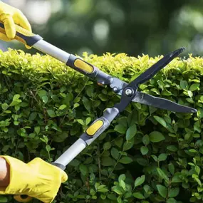 Trim and prune your overgrown trees.