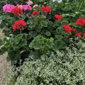 Bild von The Garden Stop